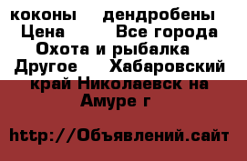 коконы    дендробены › Цена ­ 25 - Все города Охота и рыбалка » Другое   . Хабаровский край,Николаевск-на-Амуре г.